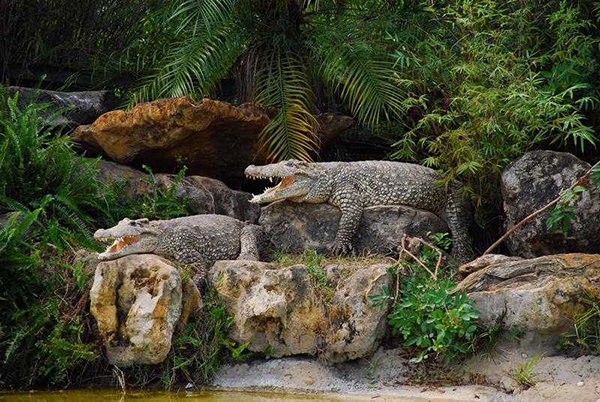 GatorLand GatorLand