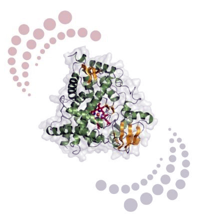 Focus on Pharmacology: Current Advances in Drug Metabolism