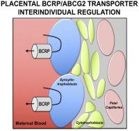 Transporters in Drug Disposition and Pharmacokinetic Prediction